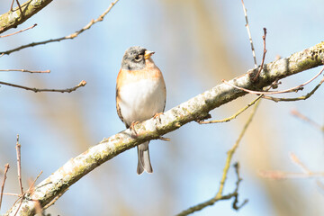 Brambling Fringilla montifringilla during a cold winter period in France 