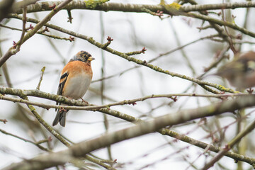 Naklejka premium Brambling Fringilla montifringilla during a cold winter period in France 