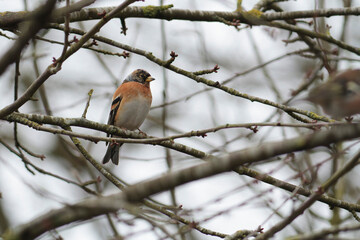 Naklejka premium Brambling Fringilla montifringilla during a cold winter period in France 