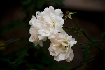 a white rose, a white rose with green leaves