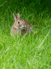 Washington State. Eastern cottontail, baby rabbit, eating grass
