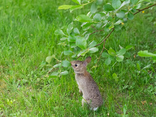Washington State. Eastern cottontail standing eating a leaf