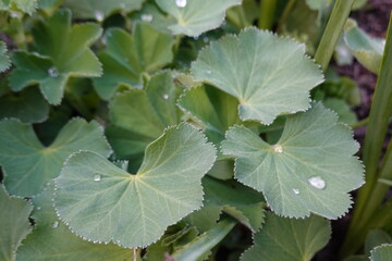 Alchemilla mollis, commonly known as lady's mantle, is a clumping perennial.