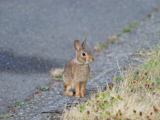 Washington State. Eastern cottontail