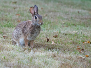 Washington State. Eastern cottontail camouflaged