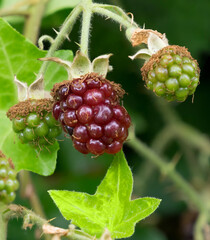 Washington State. Himalayan blackberry berries