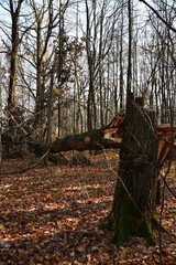 View of a fallen tree after a strong wind. The trunk of a large tree lies on the ground.