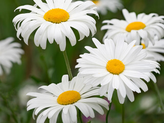Fototapeta premium Washington State. Oxeye daisy