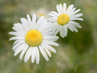 Fototapeta premium Washington State. Oxeye daisy
