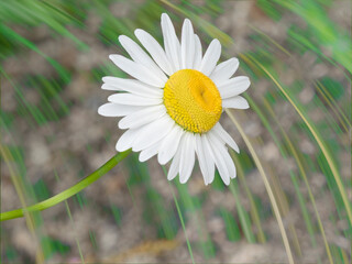 Washington State. Oxeye daisy