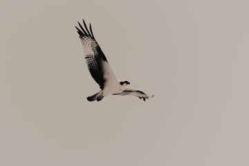 bird in flight