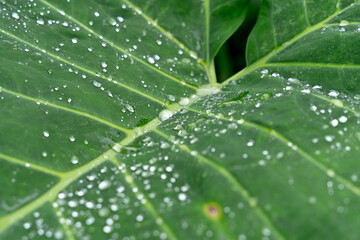 Macro view of green leaf with water drops. Horizontal detail of pattern of rainy drops fallen in a fresh green plant leaf. Plants and nature concept.