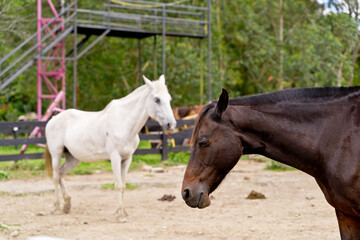 Obraz premium Horizontal view of couple of horses on countryside ranch. Horizontal side view of black and white horses eating grazing in the meadow. Animals concept.