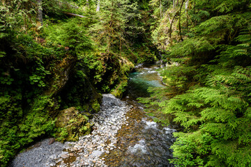 Quinault River from Pony Bridge, Quinault River Trail, Olympic National Park, Washington State.
