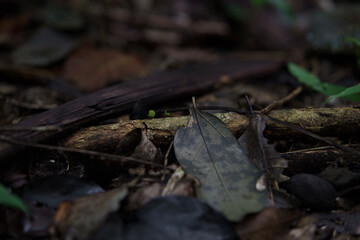 mushroom in the forest