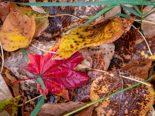 Cascade Mountains of Washington near the Wenatchee River, vine maple with aspen leaves