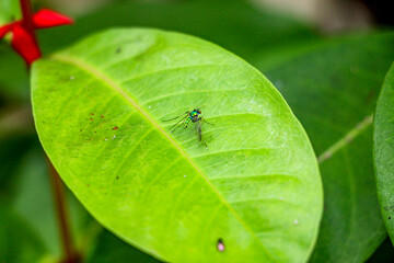 Fruit fly on a leaf