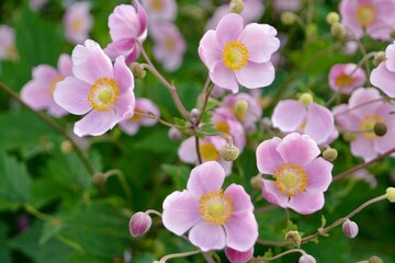 Fototapeta premium Japanische Anemone