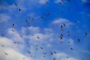 Pyrrhocorax pyrrhocorax - La chova piquirroja es una especie de ave paseriforme de la familia...