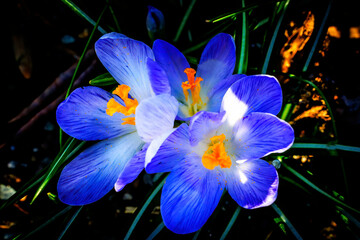 Blue, purple, white Crocuses blooming, Bellevue, Washington State. First flower of spring