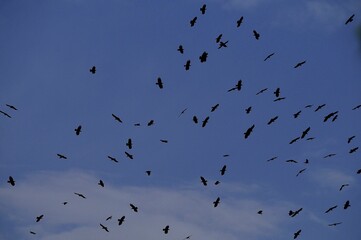 Pyrrhocorax pyrrhocorax - La chova piquirroja es una especie de ave paseriforme de la familia...