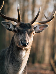 Fototapeta premium deer in the woods, head of deer. 
