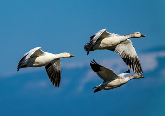 Snow geese flying, Skagit Valley, Washington State.