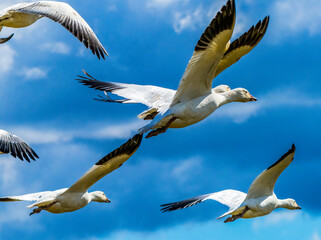 Snow geese flying, Skagit Valley, Washington State.