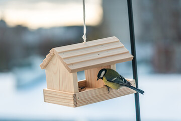a great tit in a bird feeder located in a house balcony - obrazy, fototapety, plakaty