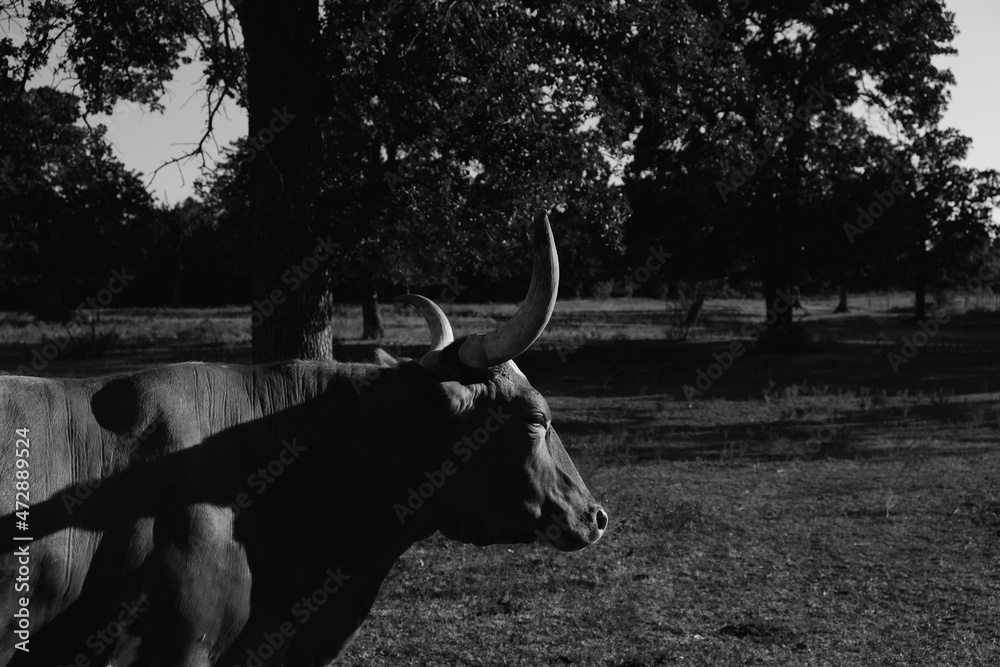 Wall mural farm scene with moody portrait of texas longhorn cow in black and white. - Wall murals