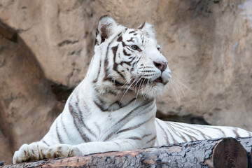 white bengal tiger albino lies on a rock in the zoo