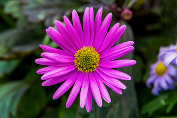 Obraz premium Pink Alpine Aster blooming. Native to mountains in Europe