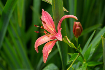 Lily pink garden blooms. Growing flowers