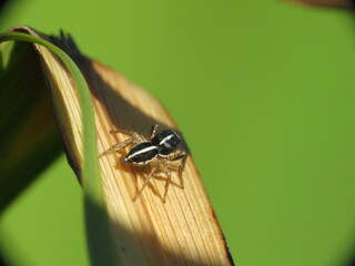 Macro photo of tiny jumping spider.
