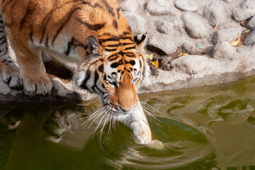 Big Bengal tiger enters the water