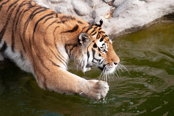 Naklejka premium Big Bengal tiger enters the water