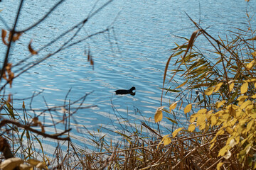 a black bird on the water, a coot, around thickets of grass and bushes, a waterfowl swimming