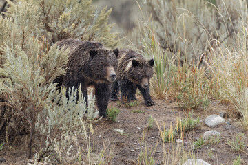 Female Grizzly bear (Brown Bear) with cub, Lamar Valley, Yellowstone National Park, Wyoming