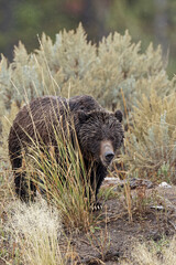 Grizzly bear (Brown Bear), in Lamar Valley, Yellowstone National Park, Wyoming.