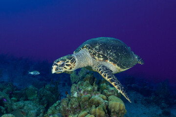 Obraz na płótnie Canvas A lone hawksbill turtle climbing over a mound of coral on the reef in the Cayman Islands 