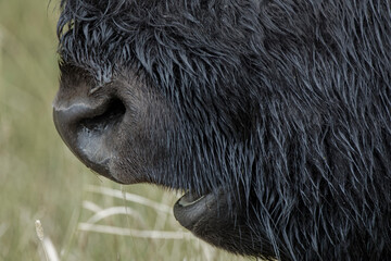 American Bison, Yellowstone National Park, Wyoming
