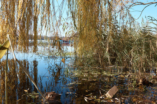 A Pool On The Lake, Willow Branches, A Bay In The Thickets, Trees And Grass