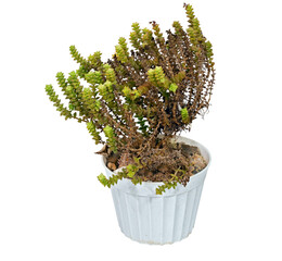 Perennial Plant, Succulent Crassula Tom Thumb (Latin Name). Can Serve as A Decoration for Any Collection. Cut On White Background