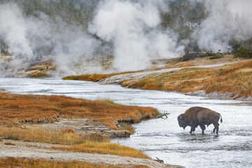 American Bison, crossing Firehole River, Upper Geyser Basin, Yellowstone National Park, Wyoming
