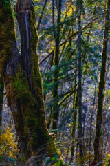 Trees in western Oregon with moss on them