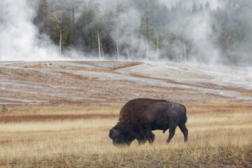 American Bison grazing and steaming hot spring, Yellowstone National Park, Wyoming
