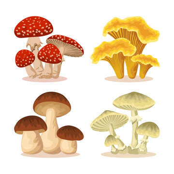 Fresh eatable yellow chanterelles or girolle, brown penny bun or porcino. Poisonous fly agaric and amanita phalloides or toadstools isolated on white background. Fungal vector illustration set.
