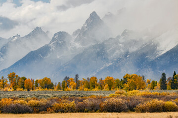 Cottonwood trees in autumn color in front of Teton Range, Grand Teton National Park, Wyoming