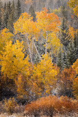 Autumn aspen gold colors and early snowfall, Grand Teton National Park, Wyoming