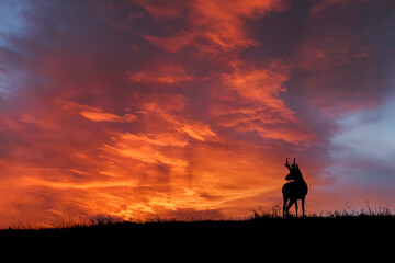 Male Pronghorn, silhouetted at sunset, Grand Teton National Park, Wyoming